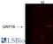 Heat Shock Protein Family A (Hsp70) Member 5 antibody, LS-C150395, Lifespan Biosciences, Immunohistochemistry frozen image 