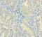 Zinc Finger Matrin-Type 5 antibody, CSB-PA866211LA01HU, Cusabio, Immunohistochemistry frozen image 