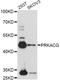 Protein Kinase CAMP-Activated Catalytic Subunit Gamma antibody, LS-C749551, Lifespan Biosciences, Western Blot image 