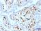 Coagulation factor XIII A chain antibody, GTX34715, GeneTex, Immunohistochemistry paraffin image 