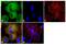 Peptidylprolyl Isomerase A antibody, PA1-025, Invitrogen Antibodies, Immunofluorescence image 