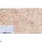 Tubulin epsilon chain antibody, LS-C813693, Lifespan Biosciences, Immunohistochemistry frozen image 