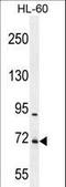 WD Repeat Domain 93 antibody, LS-C160611, Lifespan Biosciences, Western Blot image 