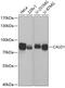 Caldesmon 1 antibody, GTX53924, GeneTex, Western Blot image 