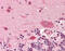 Podoplanin antibody, 48-076, ProSci, Immunohistochemistry frozen image 