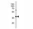 CD40 Molecule antibody, F45979-0.4ML, NSJ Bioreagents, Western Blot image 