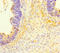 Solute Carrier Family 35 Member D2 antibody, LS-C398836, Lifespan Biosciences, Immunohistochemistry paraffin image 