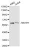 MutY DNA Glycosylase antibody, LS-C331584, Lifespan Biosciences, Western Blot image 