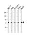 Kinesin Family Member 22 antibody, M05570, Boster Biological Technology, Western Blot image 
