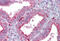 Axin 2 antibody, MBS243754, MyBioSource, Immunohistochemistry frozen image 