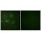 Claudin 3 antibody, A04393, Boster Biological Technology, Immunohistochemistry frozen image 