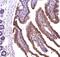 C-terminal-binding protein 2 antibody, PA1554, Boster Biological Technology, Immunohistochemistry frozen image 