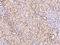 TRAF3 Interacting Protein 1 antibody, 201287-T08, Sino Biological, Immunohistochemistry frozen image 