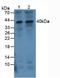 Interleukin 1 Beta antibody, LS-C294789, Lifespan Biosciences, Western Blot image 