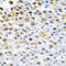 Tissue Factor Pathway Inhibitor 2 antibody, 22-056, ProSci, Immunohistochemistry frozen image 