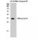 Cyclin Dependent Kinase 5 antibody, LS-C380985, Lifespan Biosciences, Western Blot image 