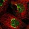 NYN Domain And Retroviral Integrase Containing antibody, NBP1-90632, Novus Biologicals, Immunofluorescence image 