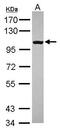 CD180 antigen antibody, GTX109057, GeneTex, Western Blot image 