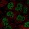 Ring Finger Protein 34 antibody, NBP2-56413, Novus Biologicals, Immunocytochemistry image 