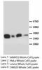 Forkhead Box L2 antibody, LS-C171861, Lifespan Biosciences, Western Blot image 