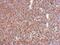 Stress Induced Phosphoprotein 1 antibody, PA5-27835, Invitrogen Antibodies, Immunohistochemistry frozen image 