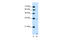 Solute Carrier Family 25 Member 39 antibody, 29-929, ProSci, Western Blot image 