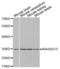 KIAA0513 antibody, abx002401, Abbexa, Western Blot image 