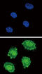 Suppressor Of Cytokine Signaling 1 antibody, abx034107, Abbexa, Flow Cytometry image 