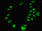 Tonsoku Like, DNA Repair Protein antibody, LS-C679860, Lifespan Biosciences, Immunofluorescence image 