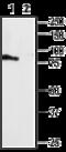 Pyrimidinergic Receptor P2Y4 antibody, GTX16815, GeneTex, Western Blot image 