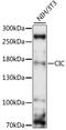 Capicua Transcriptional Repressor antibody, LS-C750375, Lifespan Biosciences, Western Blot image 