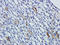 IREM1 antibody, orb319075, Biorbyt, Immunohistochemistry paraffin image 