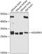 HDGF Like 3 antibody, GTX66028, GeneTex, Western Blot image 