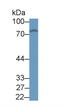 Kelch Like ECH Associated Protein 1 antibody, LS-C374992, Lifespan Biosciences, Western Blot image 