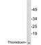 Thioredoxin antibody, LS-C200024, Lifespan Biosciences, Western Blot image 