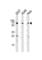 Heat Shock Transcription Factor 2 antibody, abx030572, Abbexa, Western Blot image 