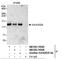 C2 Calcium Dependent Domain Containing 5 antibody, NB100-74595, Novus Biologicals, Western Blot image 