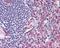 Adhesion G Protein-Coupled Receptor E5 antibody, PA1-41590, Invitrogen Antibodies, Immunohistochemistry frozen image 