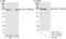 Thyroid Hormone Receptor Interactor 11 antibody, A301-188A, Bethyl Labs, Western Blot image 