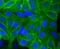 Alkaline Phosphatase, Placental antibody, NBP2-67136, Novus Biologicals, Immunocytochemistry image 