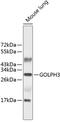 GPP34 antibody, 23-850, ProSci, Western Blot image 