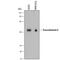 Transcobalamin 2 antibody, AF7895, R&D Systems, Western Blot image 