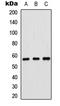 Cyclin Dependent Kinase Inhibitor 1C antibody, LS-C358453, Lifespan Biosciences, Western Blot image 