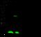 Dscr1 antibody, 100549-T32, Sino Biological, Western Blot image 