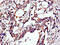 Alpha-tubulin 1 antibody, CSB-PA09499A0Rb, Cusabio, Immunohistochemistry paraffin image 