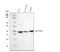 Mitogen-Activated Protein Kinase Kinase 3 antibody, PB9763, Boster Biological Technology, Western Blot image 