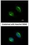 TRNA-YW Synthesizing Protein 1 Homolog antibody, PA5-30677, Invitrogen Antibodies, Immunofluorescence image 