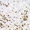 Small Ubiquitin Like Modifier 4 antibody, LS-C332361, Lifespan Biosciences, Immunohistochemistry frozen image 