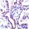 Claudin 5 antibody, ab15106, Abcam, Immunohistochemistry paraffin image 