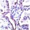 CLDN5 antibody, ab15106, Abcam, Immunohistochemistry paraffin image 